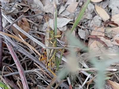 Differential Grasshopper