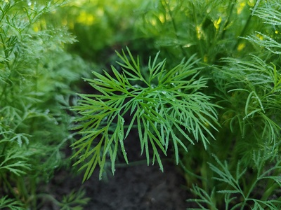 Dill