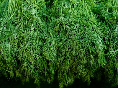 Dill