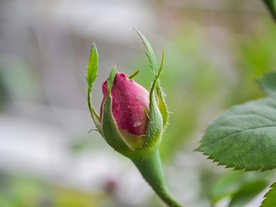Dinaric Alpine Rose