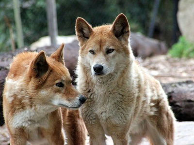 Dingo