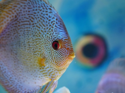 Discus