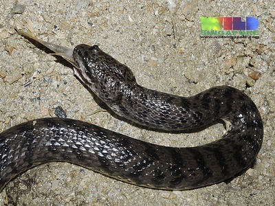 Dog-faced Water Snake