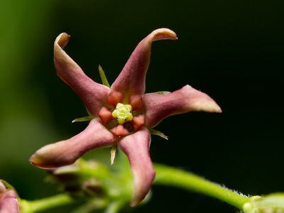 Dog-strangling Vine