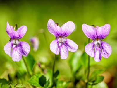 Dog-violet