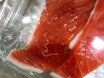 Dog salmon