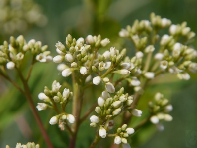 Dogbane