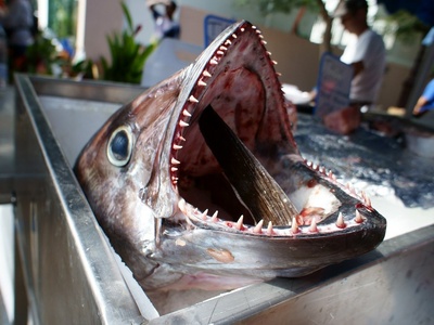 Dogtooth Tuna