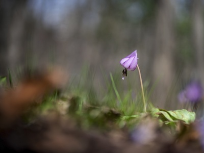 Dogtooth Violet