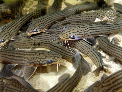 Dojo loach