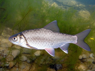 Dojran Roach
