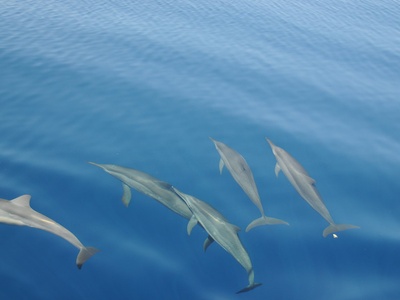 Dolphin