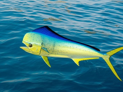 Dolphin Fish