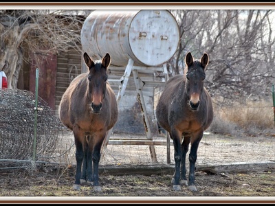 Donkey