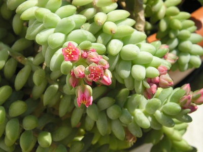 Donkey's Tail