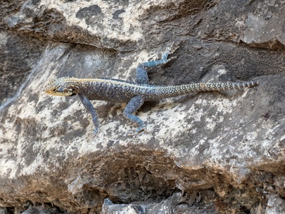 Doria's Agama