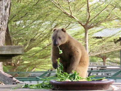 Doria's Tree-kangaroo