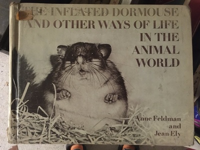 Dormouse