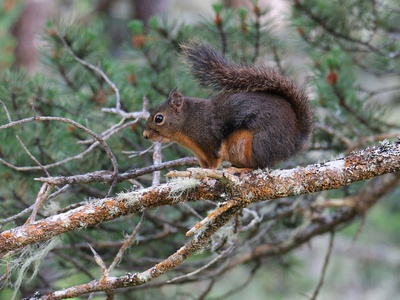 Douglas Squirrel