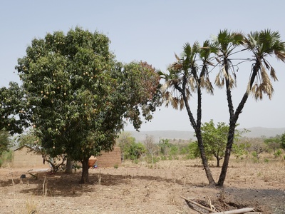 Doum Palm