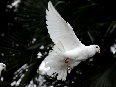 Dove