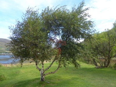 Downy birch