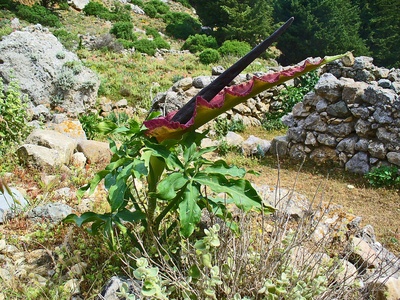 Dragon Arum