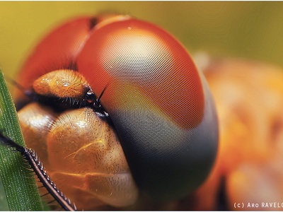 Dragonfly