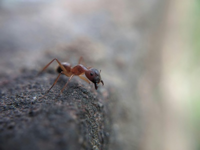 Driver Ants