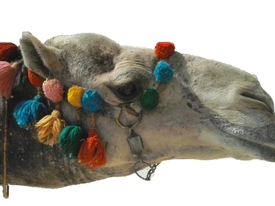 Dromedary