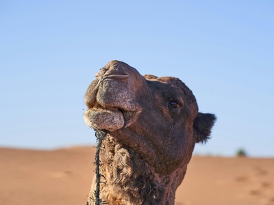 Dromedary Camel