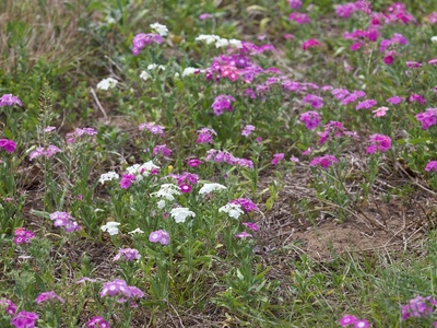 Drummond Phlox