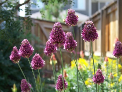 Drumstick Allium