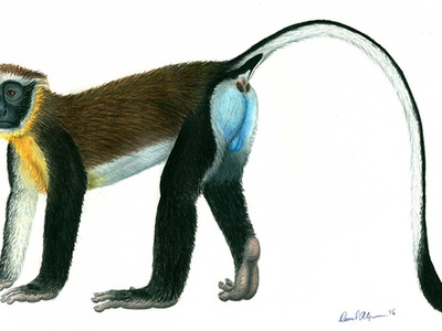 Dryas Monkey