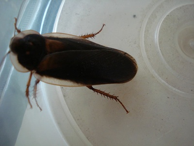 Dubia roach