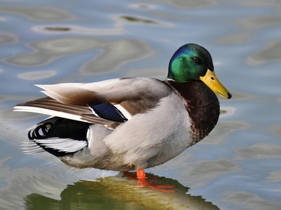 Duck