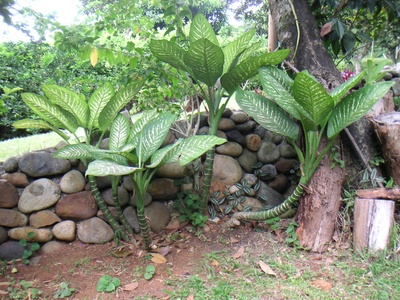 Dumb Cane
