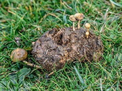 Dung Roundhead