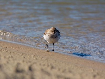 Dunlin