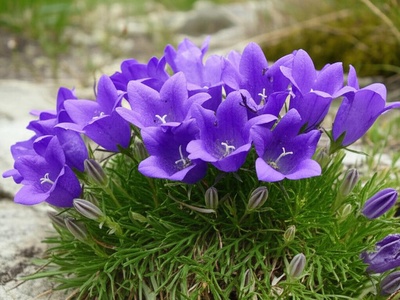 Durmitor Bellflower