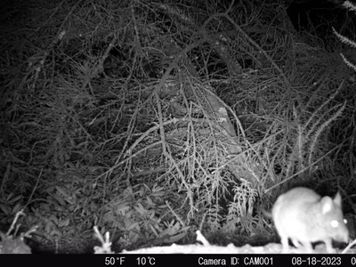 Dusky-footed Woodrat