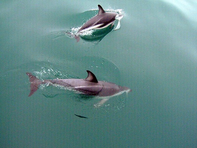 Dusky Dolphin