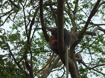 Dusky Leaf Monkey