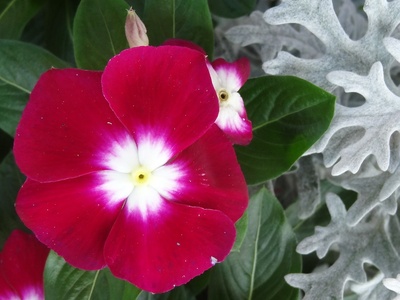 Dusty Miller