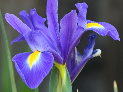 Dutch Iris