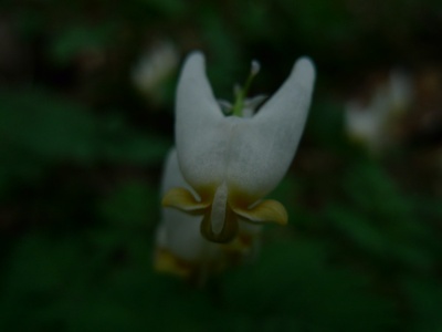 Dutchman's Breeches