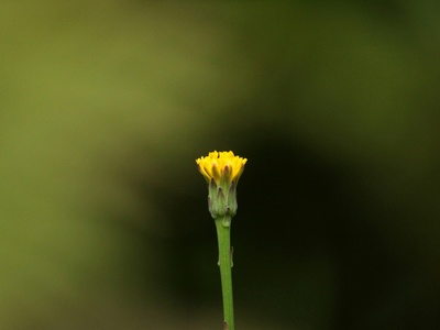 Dwarf Calendula