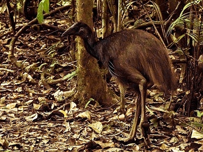 Dwarf Cassowary