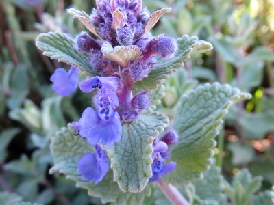 Dwarf Catmint