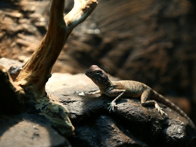 Dwarf Flat Lizard
